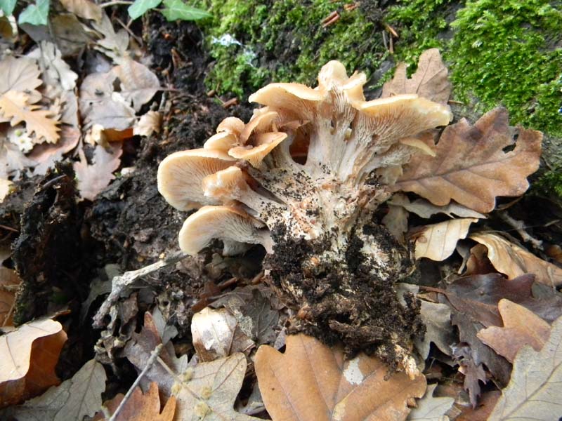 Funghi da confermare.